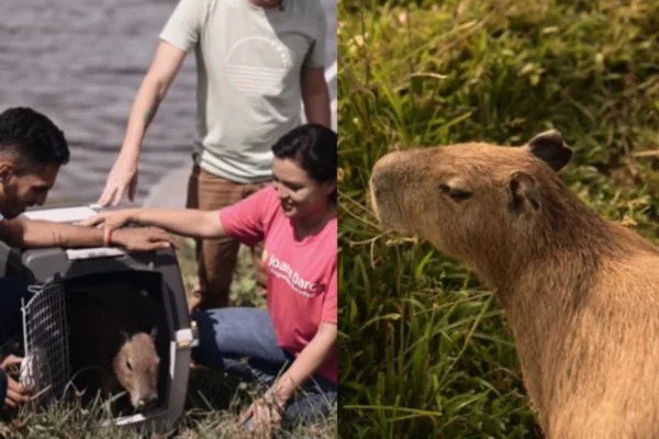 Vídeo capivara Filó é solta na beira de rio após deputada invadir