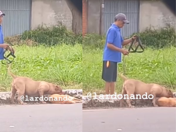 V Deo Mostra Ataque Brutal De Pitbull A Cachorro Caramelo Em Teresina