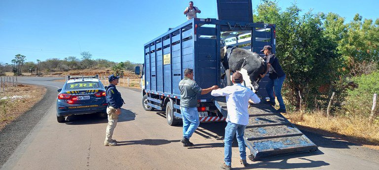 49 animais soltos às margens de rodovias na Macrorregião de Picos são