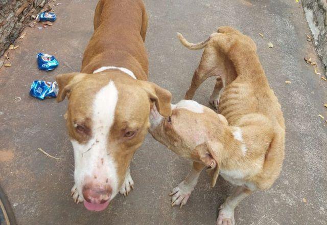 Homem Preso Por Manter Cachorros Sem Comida Por Dias Graus