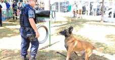 Cão Orelha ganha homenagem e vira nome de parque no interior de SP