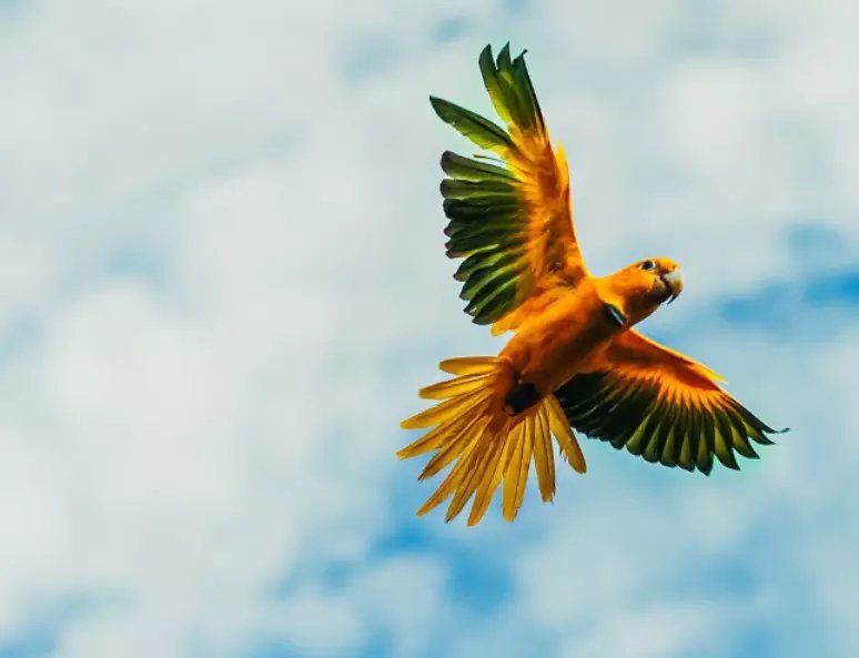 Ave considerada extinta volta ao céu de Belém após quase 100 anos Ave considerada extinta volta ao céu de Belém após quase 100 anos