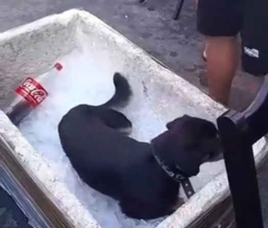 Cachorro Viraliza Ao Entrar Em Isopor Com Gelo Para Suportar Calor Graus O Maior Portal