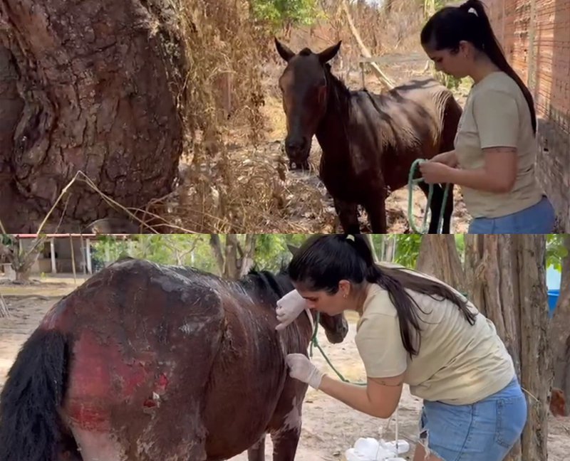 VEJA VÍDEO: Cavalo agonizando e todo queimado, após incêndio