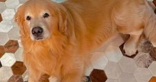 Após cão morrer, Gol suspende transporte de pets no porão por 30 dias