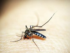 Brasil tem mais de 6,5 milhões de casos prováveis de dengue este ano (Foto: 41330/Pixabay)