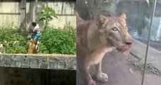 Vídeo mostra o momento em que homem é atacado por leoa e morre em zoológico de João Pessoa