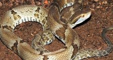 Jovem escapa da morte após ser picado por cobra jararaca em parque