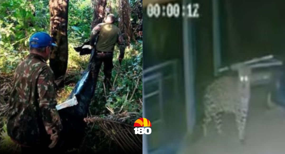 Onça Que Devorou Caseiro Pode Ter Atacado Por Estar Com Fome Diz