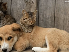 Animais (Foto: Reprodução/ Agência Gov)