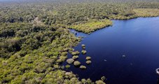 Fundo Amazônia, Mata atlântica, Floresta, Amazônica, Árvores