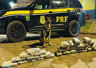 Cão farejador da PRF apreende 20 kg de drogas em ônibus no DF