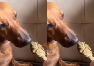Jovem publica foto oferecendo maconha para cachorro e acaba presa