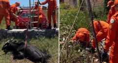 Ocorrências envolvendo animais Vaca é resgatada de poço e cavalo perde a vida após cair em fossa desativada no litoral do Piauí