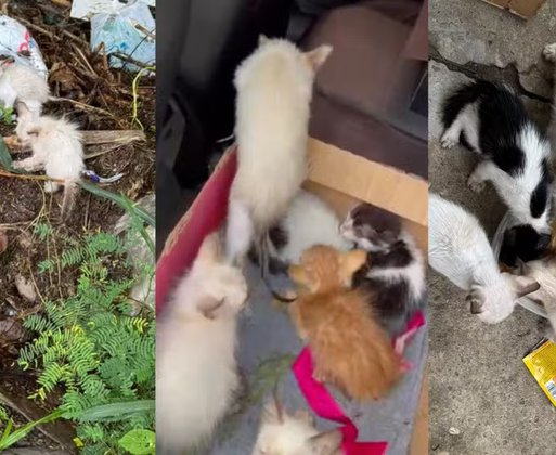 Sete filhotes de gato abandonados no lixo e na chuva são resgatados no Piauí