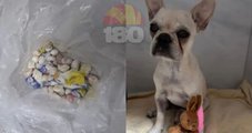 Cachorra passa mal após ingerir 55 pedras de crack em Joinville e tutora é presa em clínica
