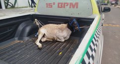 Homem é preso pela PM com carneiro furtado avaliado em R$ 2 mil em Sigefredo Pacheco