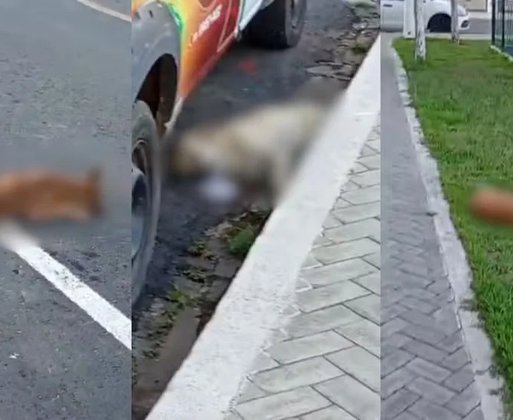 Morte de dez cães levanta suspeita de envenenamento em praça no interior do Piauí