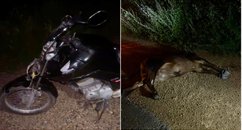 Motociclista fica ferido após colidir com garrote solto na BR-316 no interior do Piauí