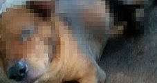 Polícia prende suspeito de atear fogo em cachorro com gasolina