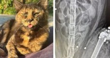 Gata é morta com 27 tiros de espingarda em Santa Catarina; animal foi encontrado por moradora