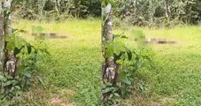 Jovem é sequestrada e encontrada morta em matagal no interior