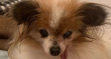 Lazare, cachorro “mais velho do mundo”, morre aos 30 anos