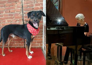 Paciente terminal busca tutores para seus 7 cães: “O que será deles?