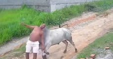 Vídeo: boi surpreende e arremessa homem durante ataque em Pernambuco