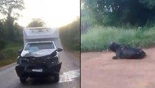 Ambulância da Prefeitura de Joaquim Pires colide com animal na PI-211