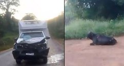 Ambulância da Prefeitura de Joaquim Pires colide com animal na PI-211