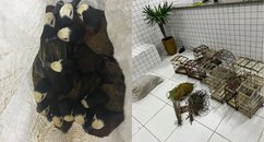Aves silvestres são resgatadas após denúncia em Buriti dos Lopes