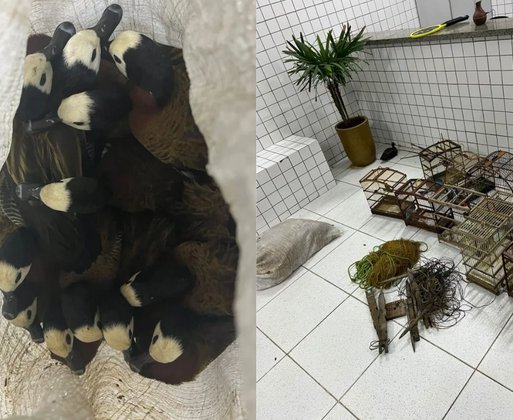 Aves silvestres são resgatadas após denúncia em Buriti dos Lopes