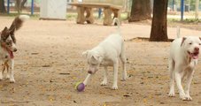 Lei torna crime exercício ilegal da medicina veterinária, animal, cachorro, pets,