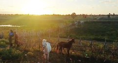 PRF recolhe 97 animais soltos em rodovias e vias urbanas de Luís Correia durante operação