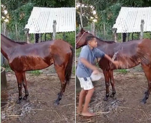 Reprodução