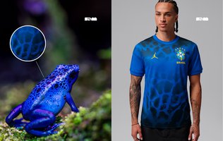 Sapo-flecha: o anfíbio que inspirou o uniforme da Seleção Brasileira