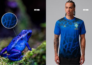 Sapo-flecha: o anfíbio que inspirou o uniforme da Seleção Brasileira