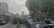 Árvore cai na Radial Leste e interdita via no meio de forte ventania em SP