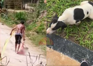 Cadela comunitária morre após ser agredida com facão e pedaço de madeira