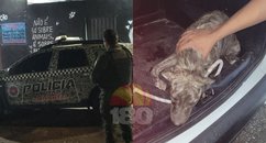 Homem é preso após cadela sofrer fratura durante agressão na Zona Norte de Teresina