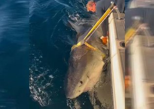 Maior tubarão-branco do Atlântico reaparece a caminho da costa dos EUA