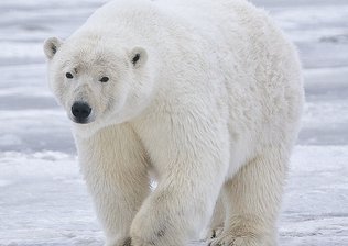 urso polar